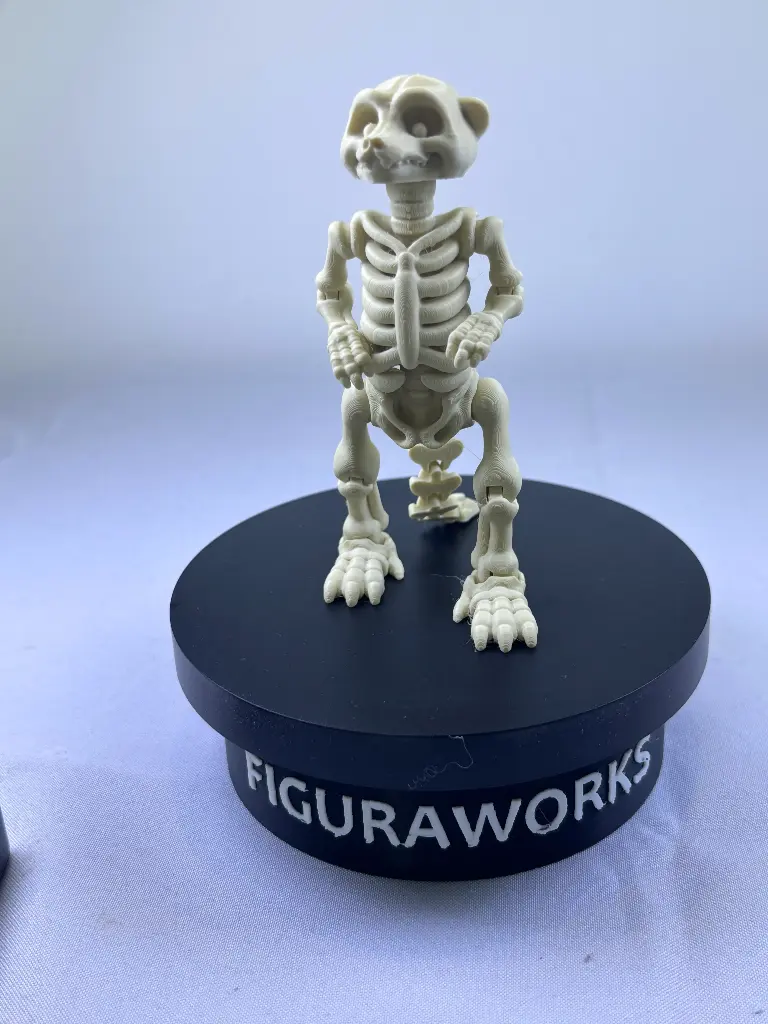 Squelette de suricate